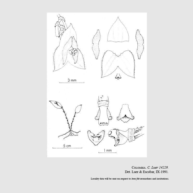 Lepanthes stelidilabia